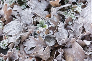 fallen oak leaves with morning frost