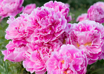 Flowers pink peonies in the garden