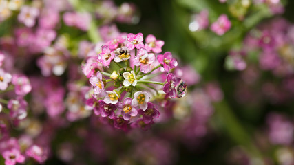 Alyssum head