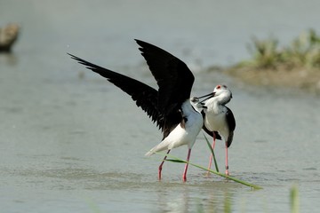 Knight of Italy (Himantopus himantopus)