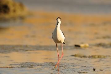 Knight of Italy (Himantopus himantopus)