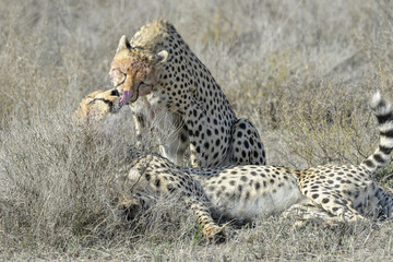 Two Cheetah (Acinonyx jubatus) on savanna, cleaning each other after eating prey, Serengeti national park, Tanzania.
