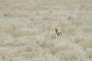 Cheetah (Acinonyx jubatus) walking on savanna, towards the camera, Serengeti national park, Tanzania.