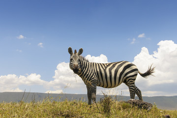 Fototapeta na wymiar Plains Zebra (Equus quagga) from below with blue sky behind, Ngorongoro crater, Tanzania.