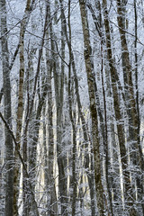 Snow covered forest in winter with sunrise in background.