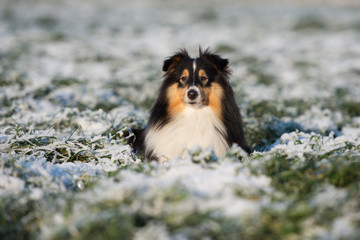 adorable sheltie dog lying down outdoors in winter