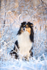 adorable sheltie dog winter portrait