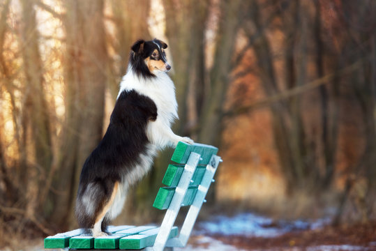 black sheltie dog standing on a bench