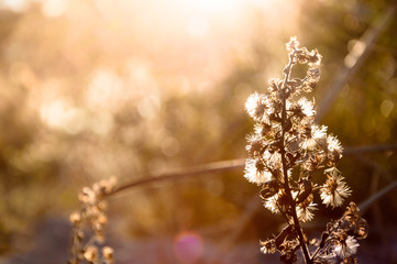 Soffione al tramonto © Vic