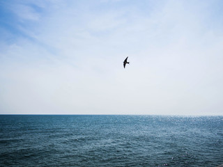 Fototapeta na wymiar The sea and swallow