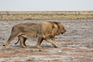 lions at etosha national park