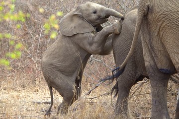 young elephant playing in kruger