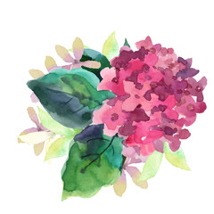 Illustration of Hydrangea flowers  - 99270193