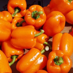 Colorful orange sweet bell peppers in bulk at the farmers market 