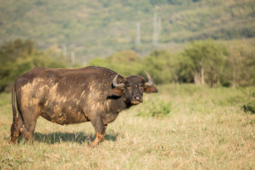 Obraz premium Thai buffalo is grazing in a field