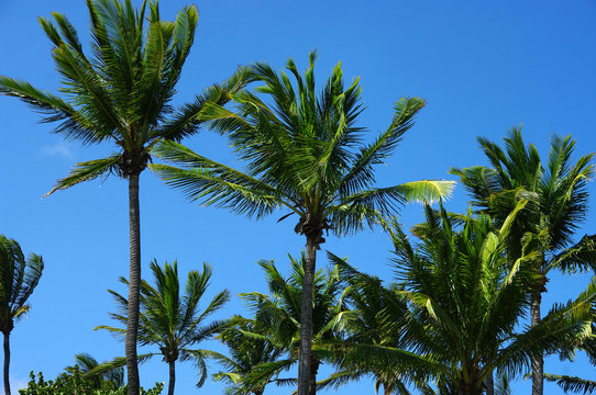 La Réunion - Vent dans les cocotiers de Grande Anse