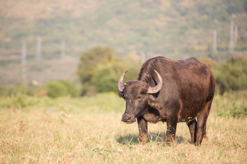 Thai buffalo is grazing in a field