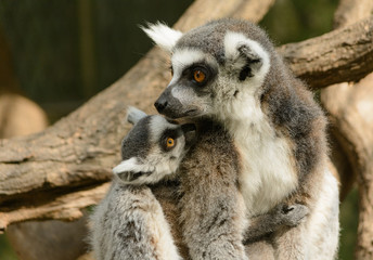 Naklejka na ściany i meble lemur family