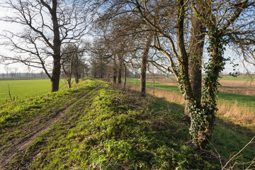 Obraz premium Muddy path on a dike between the bare trees
