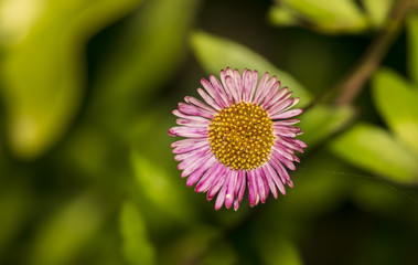 Closeup of a Pink Daisy flower