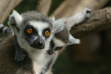 lemur family
