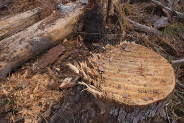 Fototapeta premium Looking down closeup on freshly cut and frayed tree stump