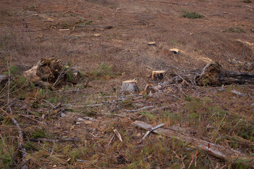 Naklejka na ściany i meble Landscape of tree stumps in harvested pine forest, brown red dirt