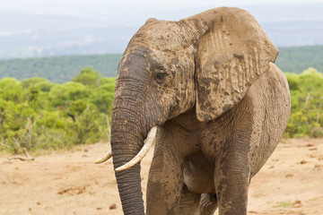 Fototapeta na wymiar African elephant with a muddy face