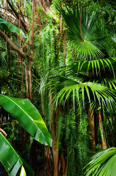 Fototapeta Tropiques - Un coin de jungle : lianes et fougères