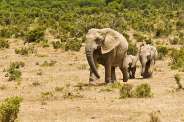 Fototapeta na wymiar African elephants moving through short vegetation