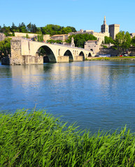 Les roseaux du pont d'Avignon
