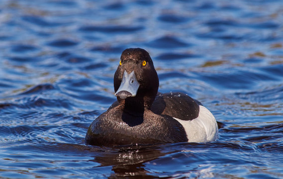 Wild duck sailing on the lake