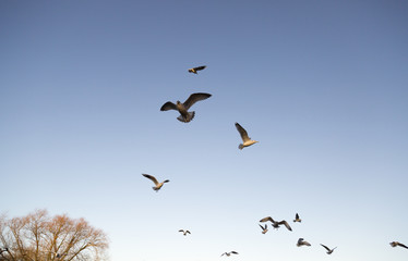 Seagulls Flying Away
