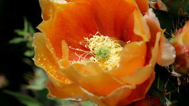 Abeille dans une fleur de figuier de barbarie