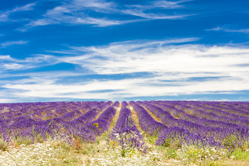lavender field, Provence, France