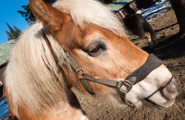 Brown horse