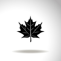 Maple leaf vector icon.