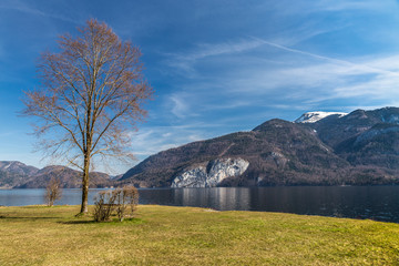 Fototapeta na wymiar Tree,Bench,Wolfgang Lake,Grosser Hollkogel-Austria