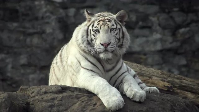 A young bengal tiger male, lying and calm looking around. The most beautiful animal and very dangerous beast of the world. Animal portrait of a white tiger.