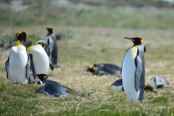 King penguins on the Bay of Inutil.