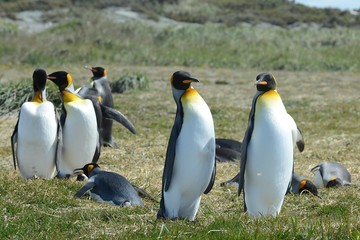 Fototapeta premium King penguins on the Bay of Inutil.