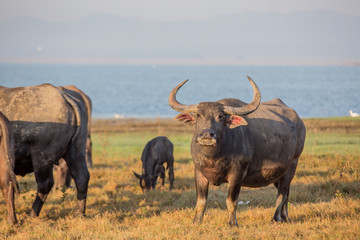 water buffalo is  standing by the river , thailand