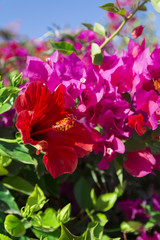 Obraz premium Egypt flowers