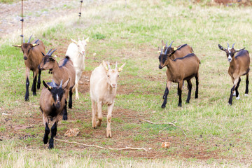 herd of goats, Aveyron, Midi Pyrenees, France