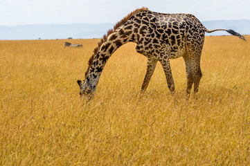 Einen Giraffe steckt den Kopf in den Sand
