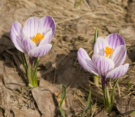 Naklejka premium Two white crocuses