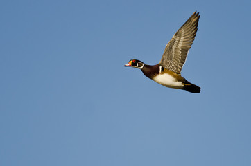 Male Wood Duck Flying in a Blue Sky