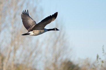 Canada Goose Flying Low Over the Autumn Pond
