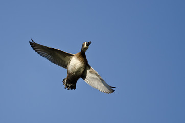 Female Ring-Necked Duck Flying in a Blue Sky
