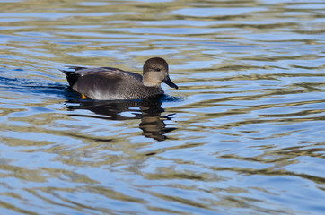 Lone Gadwall Swimming on the Blue Water